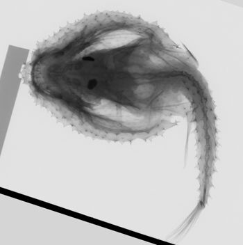 Media type: image; Ichthyology 28724